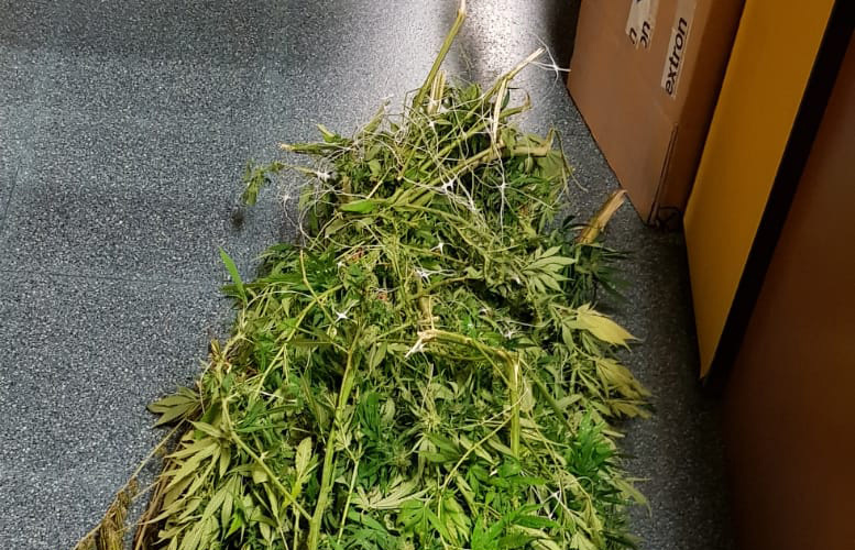 5 detinguts per transportar marihuana gràcies a la intervenció de la Policia Local de Cassà
