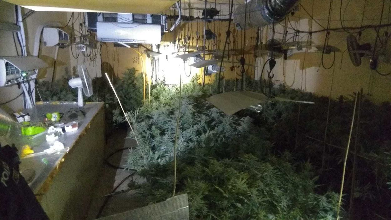 Actuació policial de Cassà plantació de marihuana