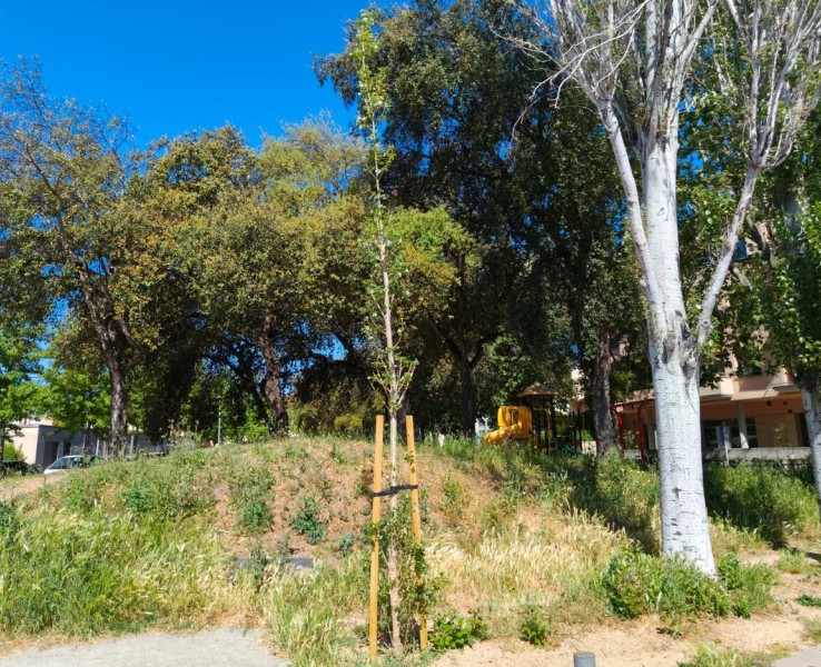 L’Ajuntament replanta una quarantena d’arbres al municipi